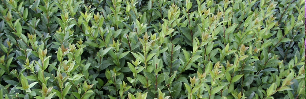 Ligustrum banner 02